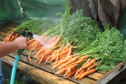 Harvest in wash area.