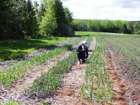 Tom in the garlic.