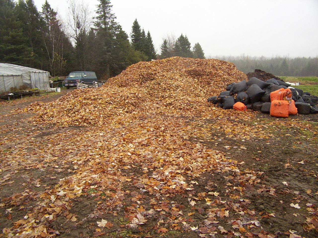 Leaf Pile 6-Nov-05