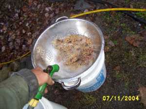 Seed in the colander