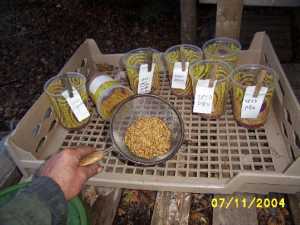 Seed in the strainer