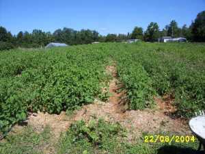 Tomato Patch in Late August